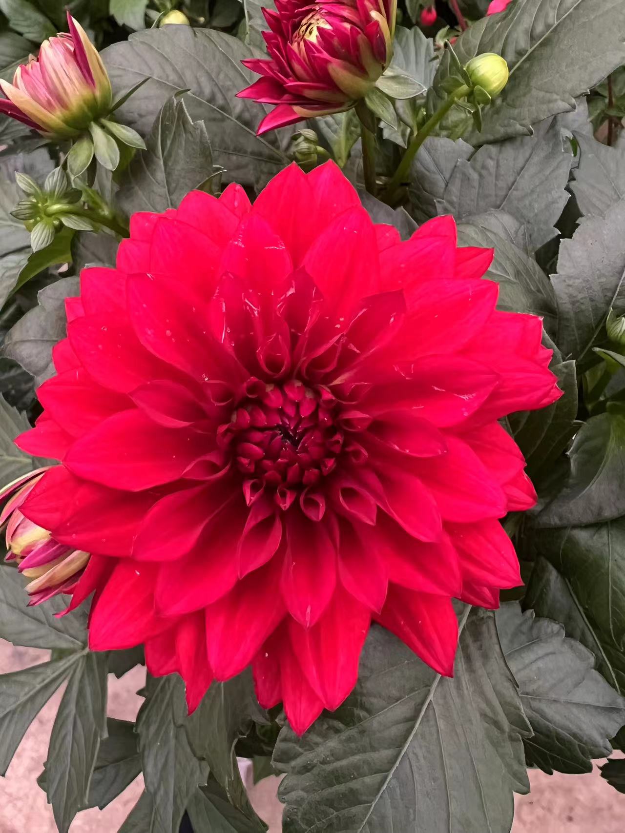 【大丽花】   红贵妃