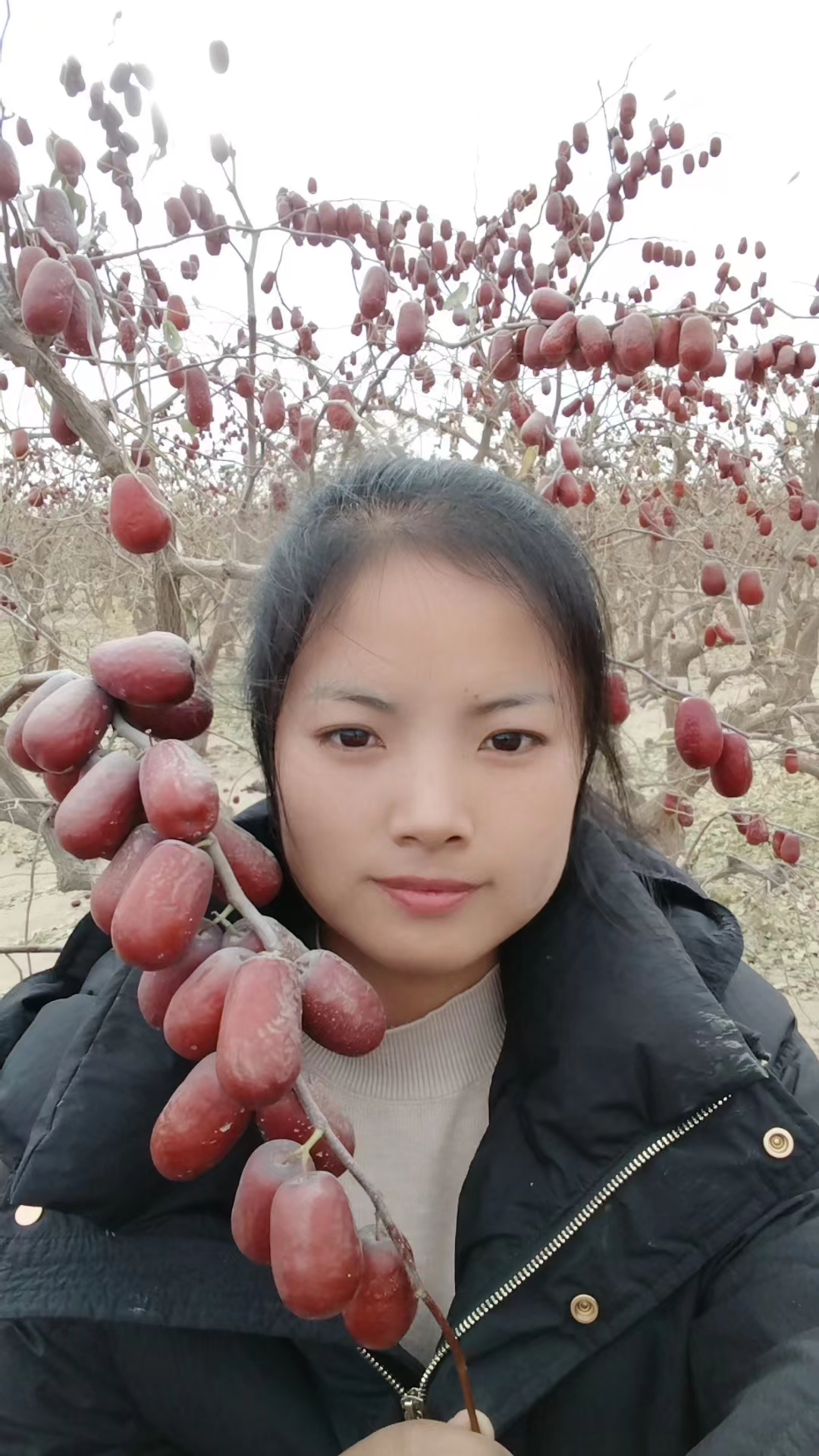 新疆和田自然吊干枣