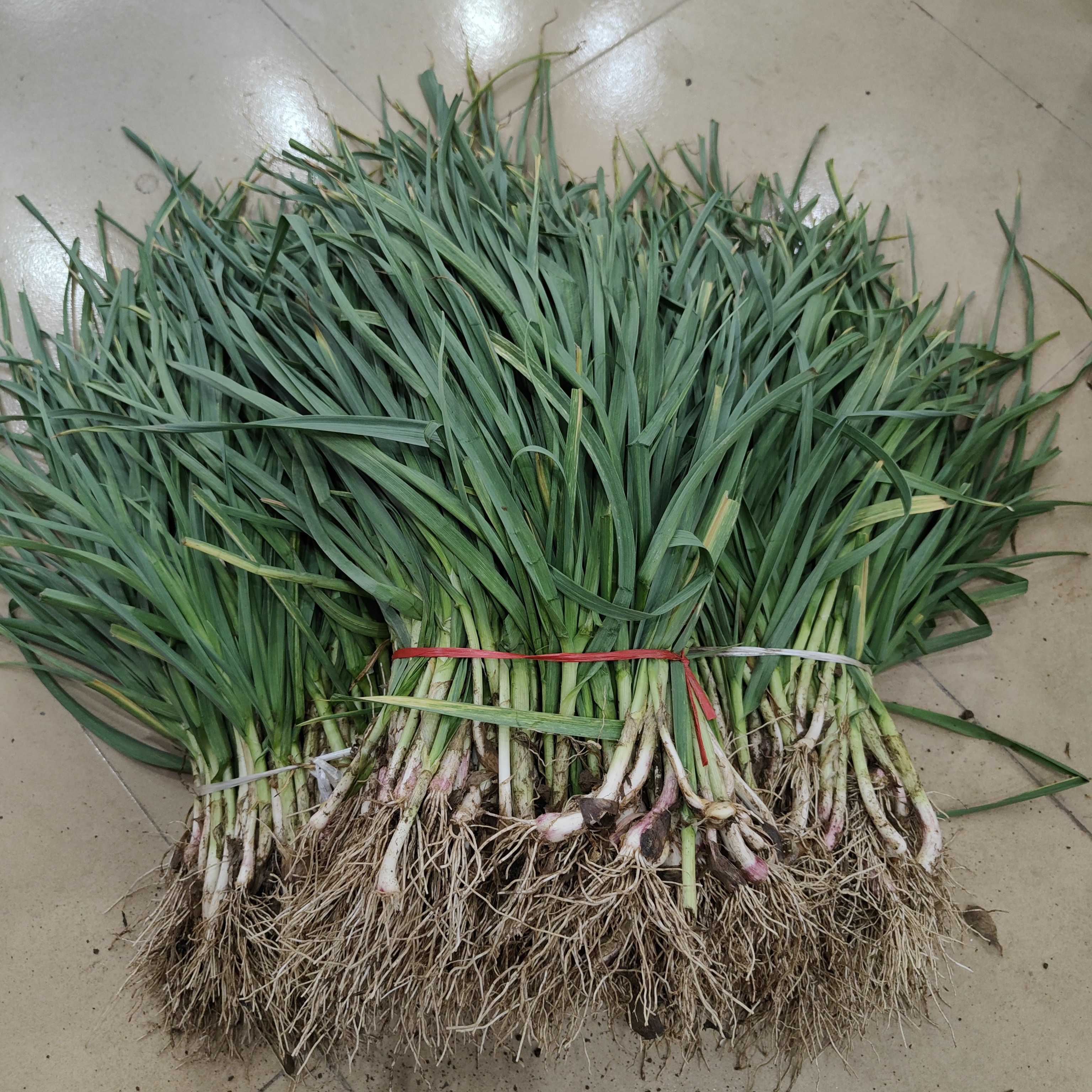 [姚店村小喜村主任粉丝专属]农家紫皮大蒜苗自然生态露天生长