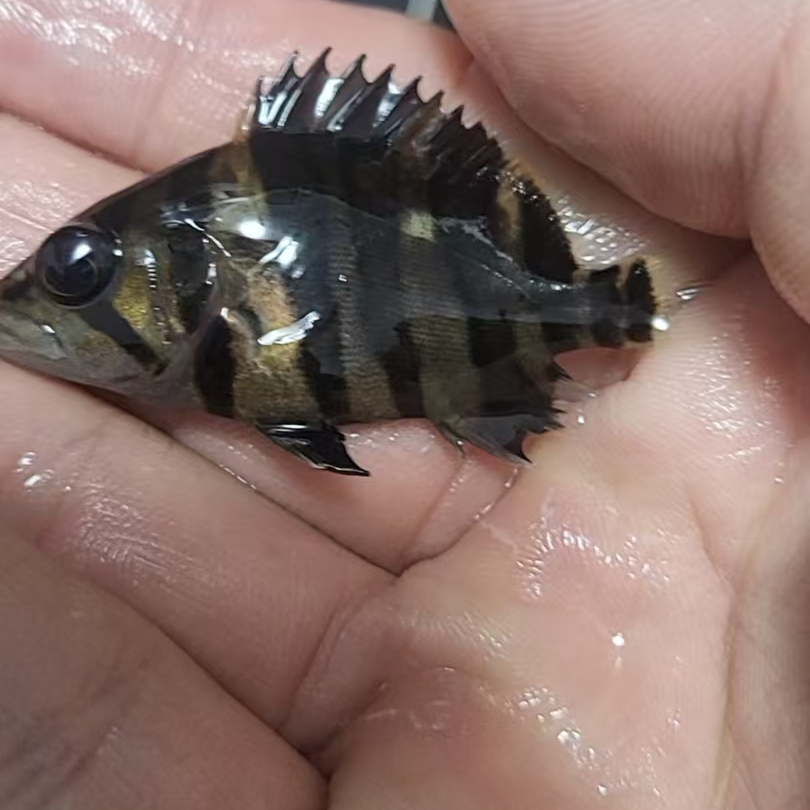 四文苏虎鱼苏门答腊鱼