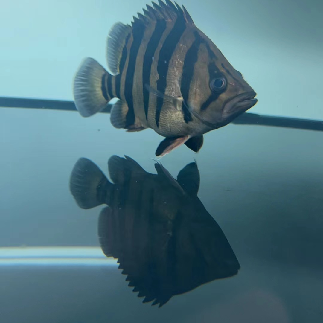 苏门答腊虎鱼品质