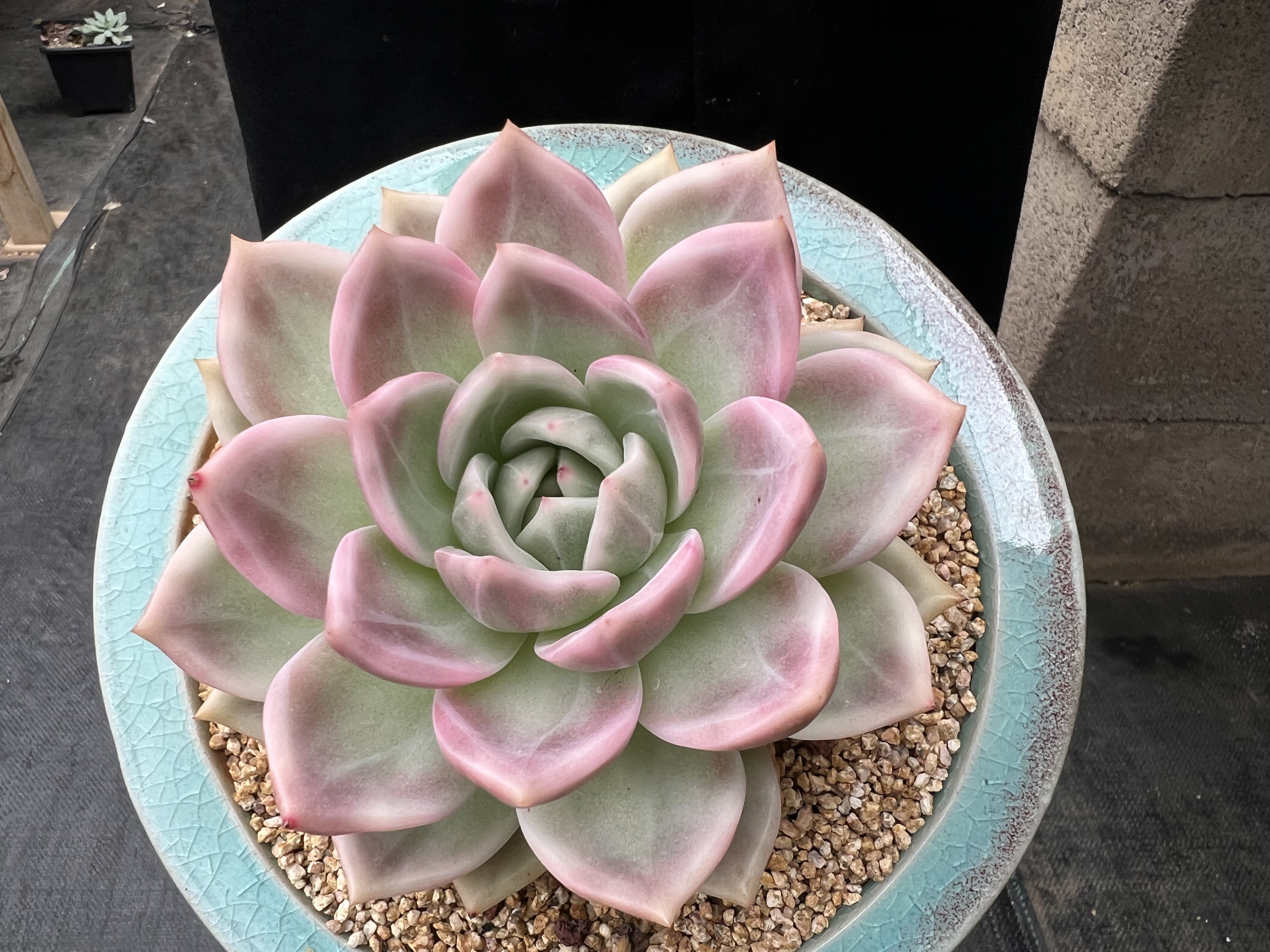 香槟锦 大母本韩货 一物一拍 欧巴多肉馆 多肉植物
