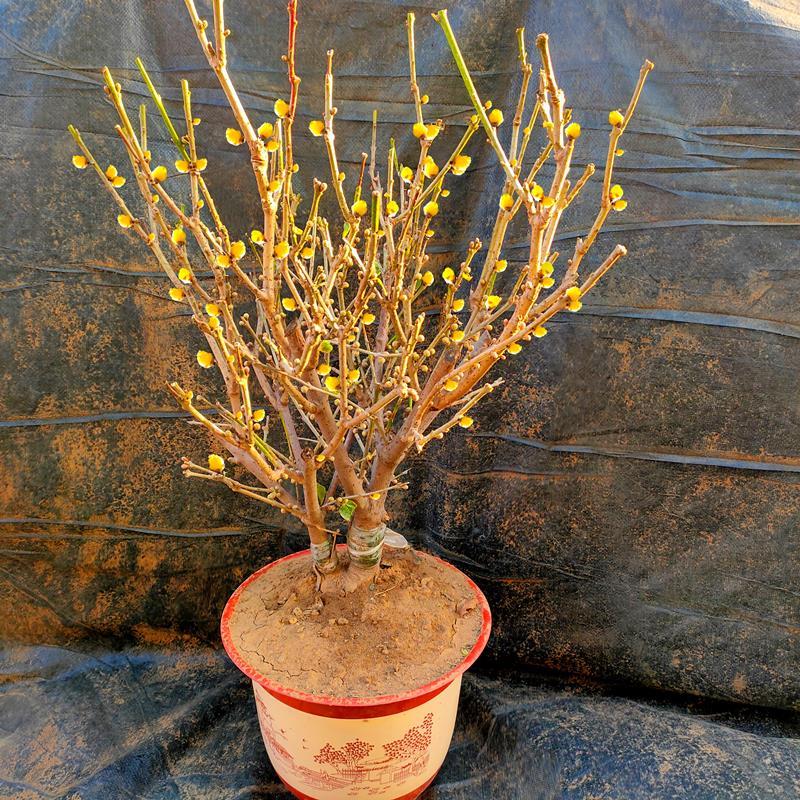 素心腊梅盆栽腊梅花树苗浓香型室内秋冬季室外庭院老桩耐寒植物苗