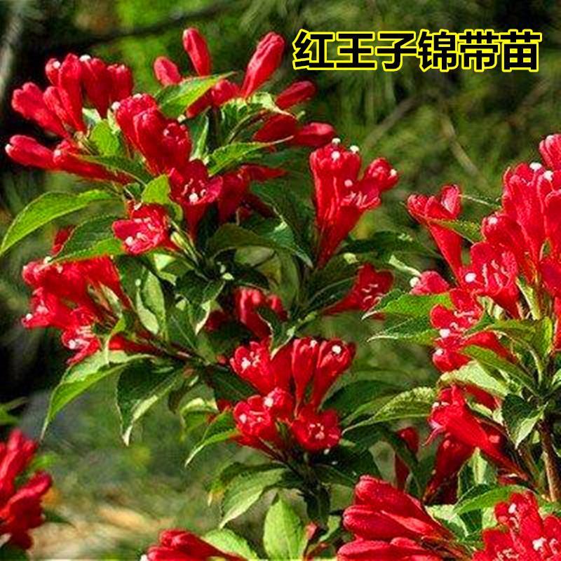 耐寒耐热红色王子锦带花非常好养色彩艳丽庭院必栽植物王子锦带花