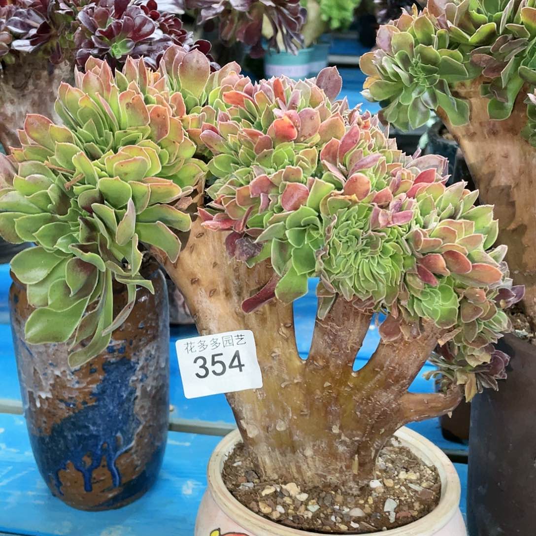 354玫瑰法师缀化