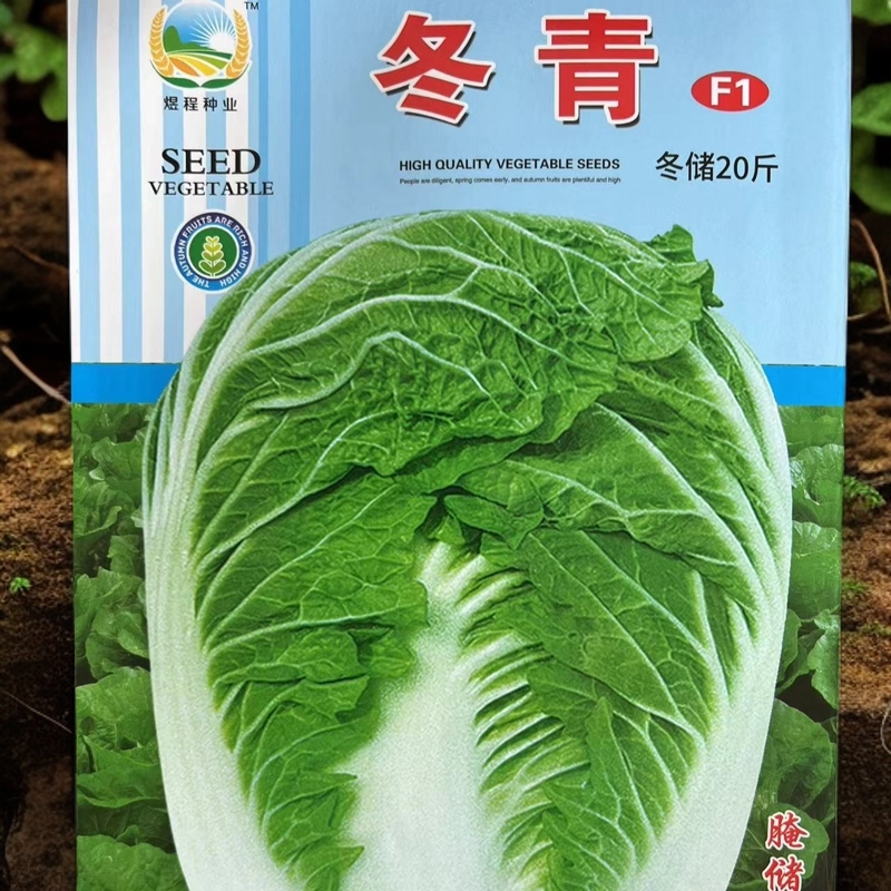 冬青大白菜种子，板凳白菜