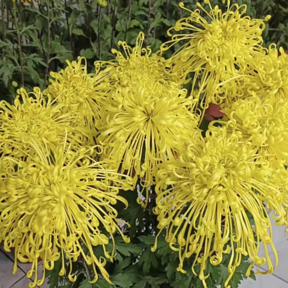 【金丝菊】菊花盆栽菊花苗耐寒植物开花大菊花带花苞好养