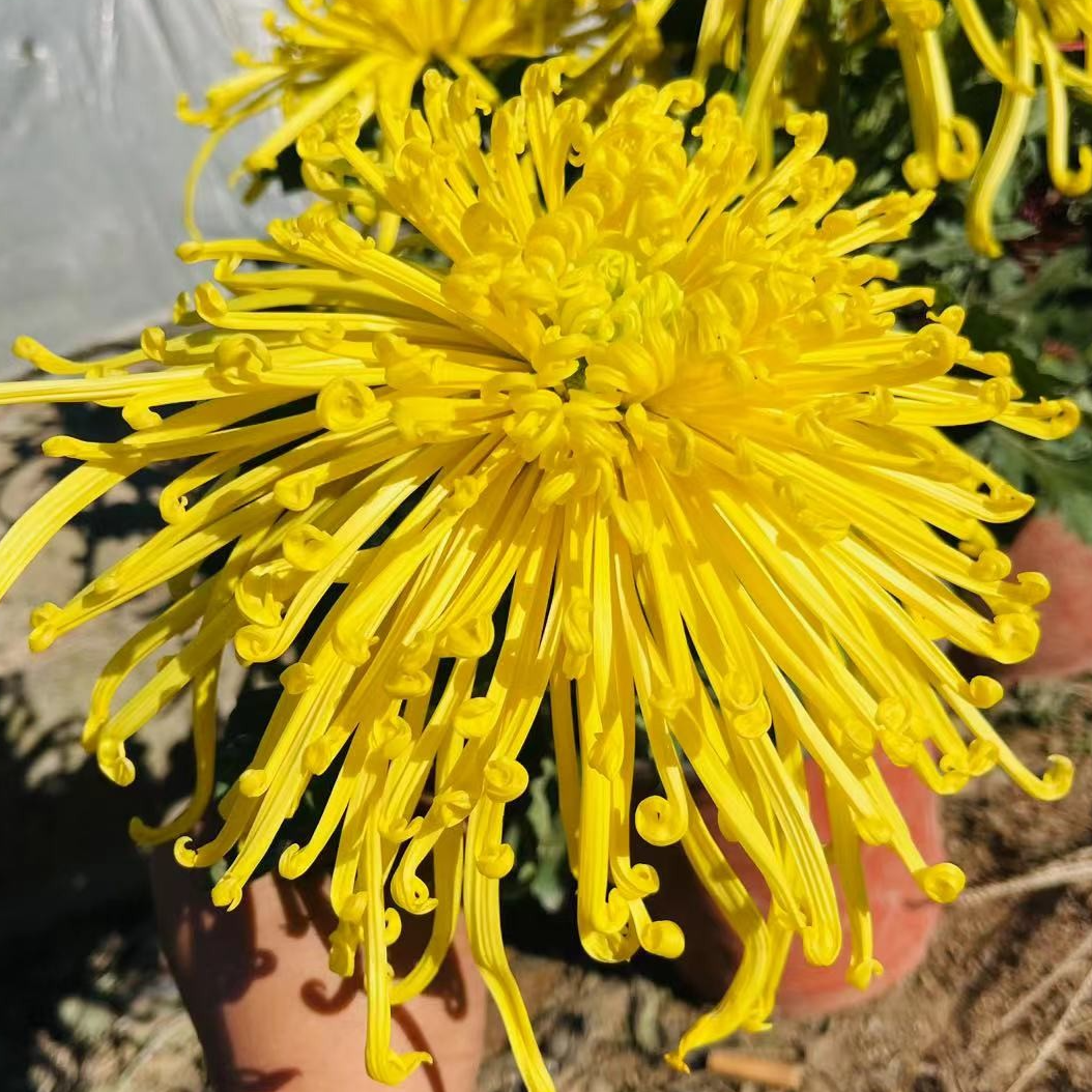 【北斗星特大丝菊】菊花盆栽菊花苗耐寒植物开花大菊花带花苞好养