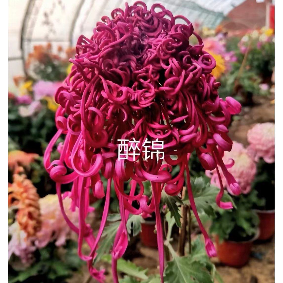 【醉锦】多色菊花盆栽菊花苗耐寒植物开花大菊花带花苞好养
