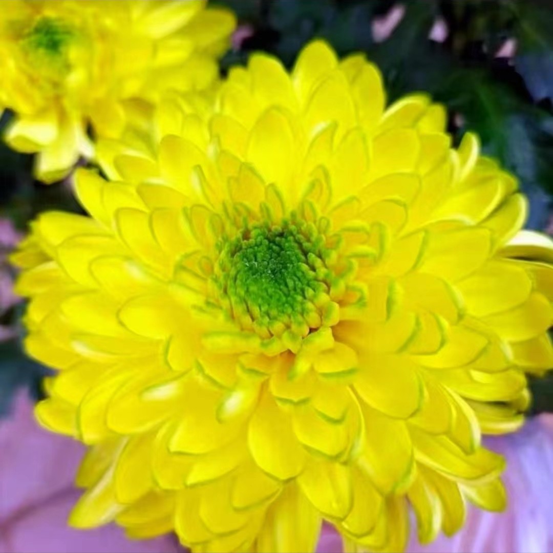 【黄天赞】菊花盆栽菊花苗耐寒植物开花大菊花带花苞好养