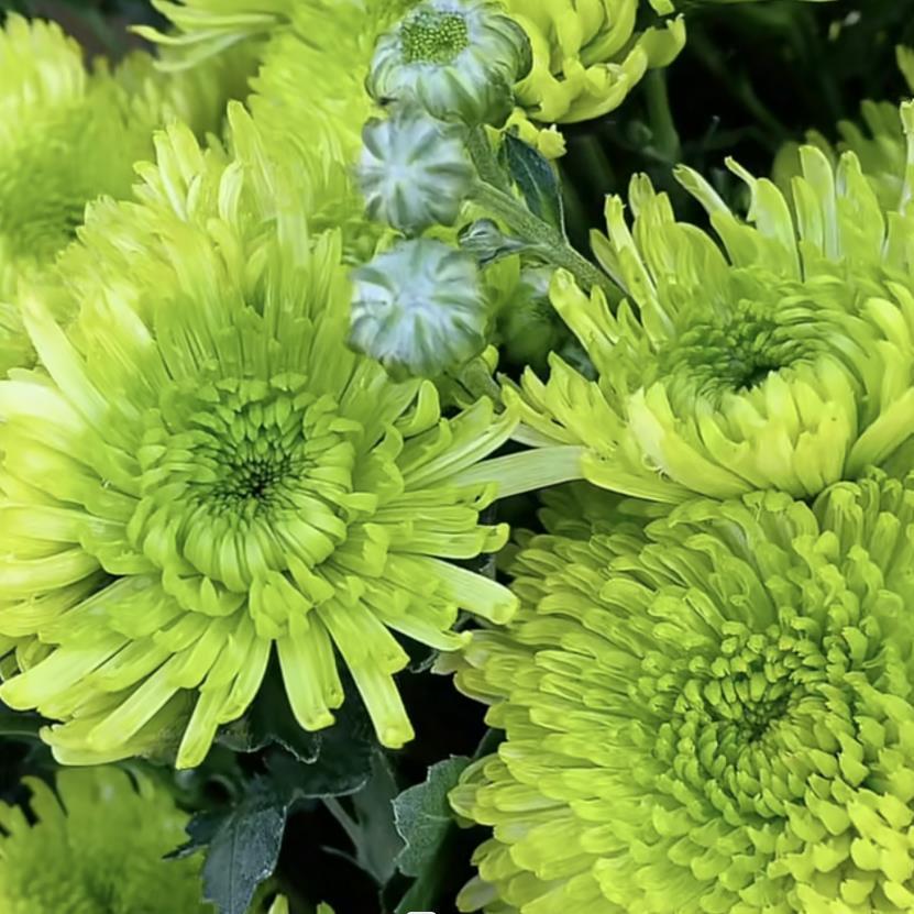 【绿菊】菊花盆栽菊花苗耐寒植物开花大菊花带花苞好养