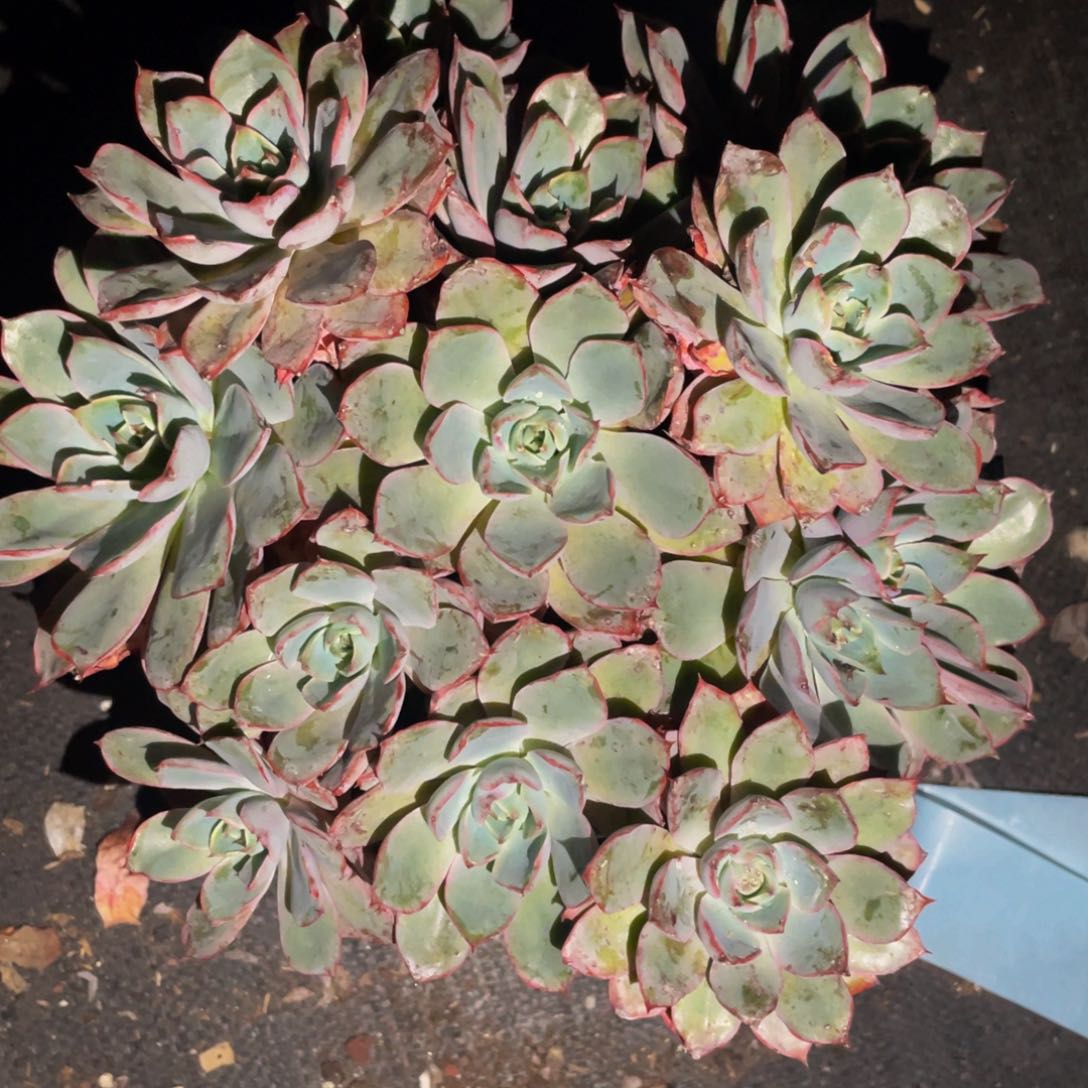 十一头赫拉一棵