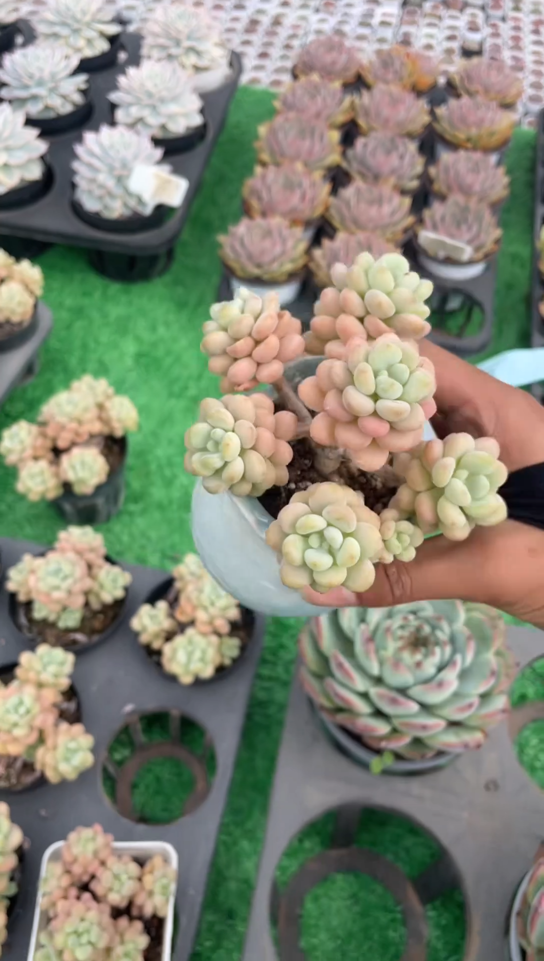 【闪购商品】鹿琳. 一物一拍 075 不带盆