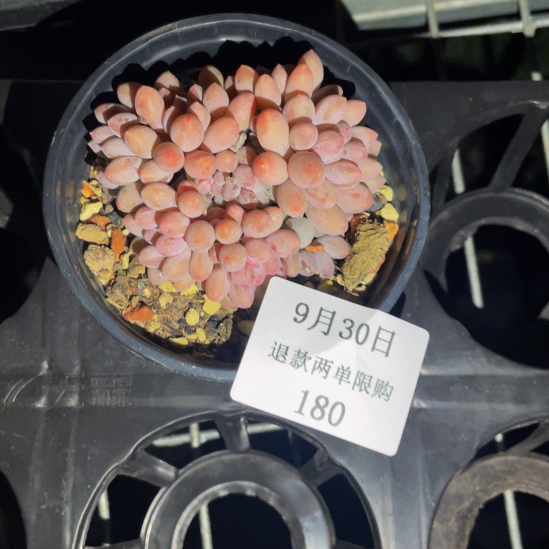 狂***饭    180 婴儿手指一棵