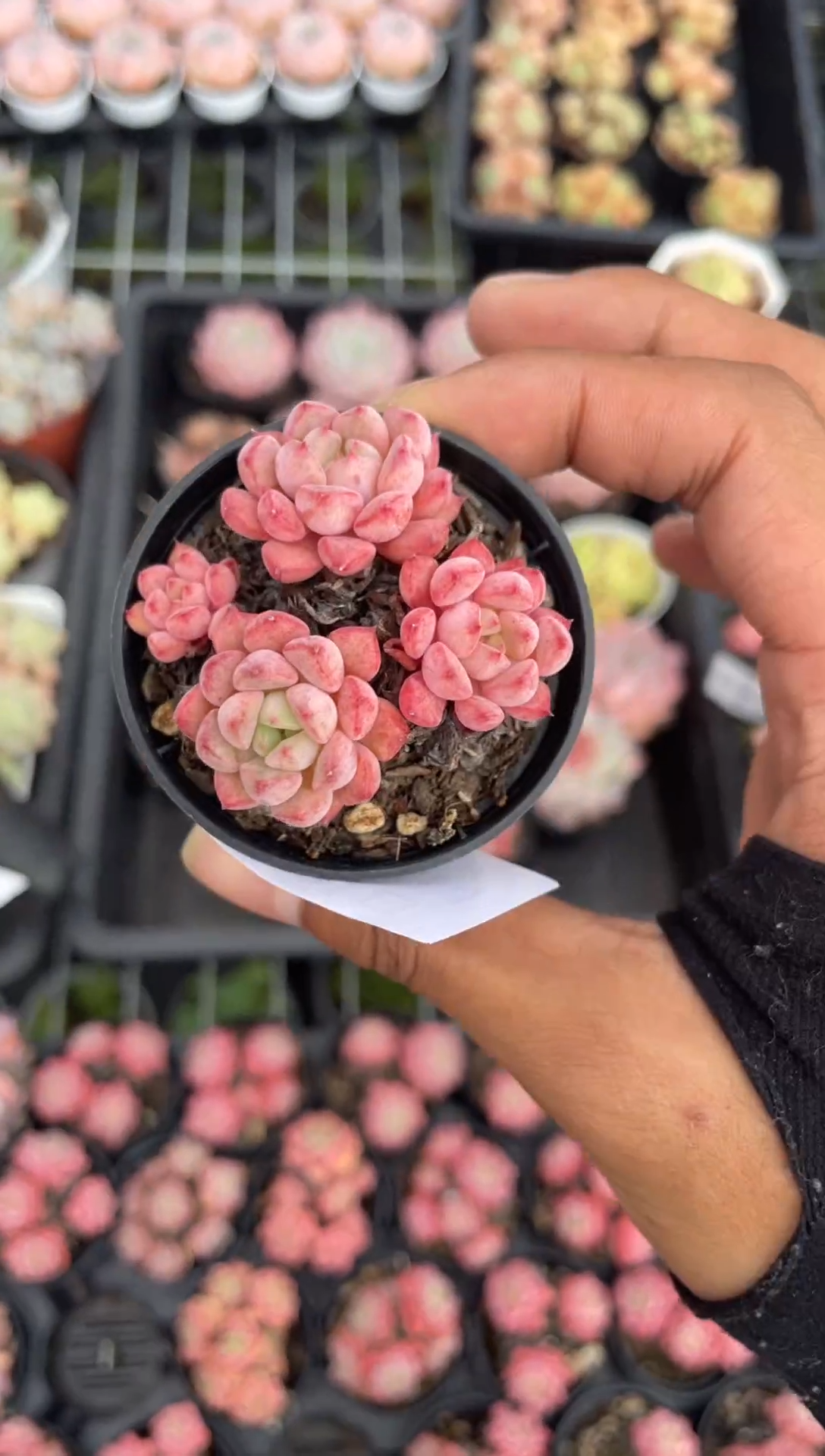 【闪购商品】【鹿琳·一物一拍】015