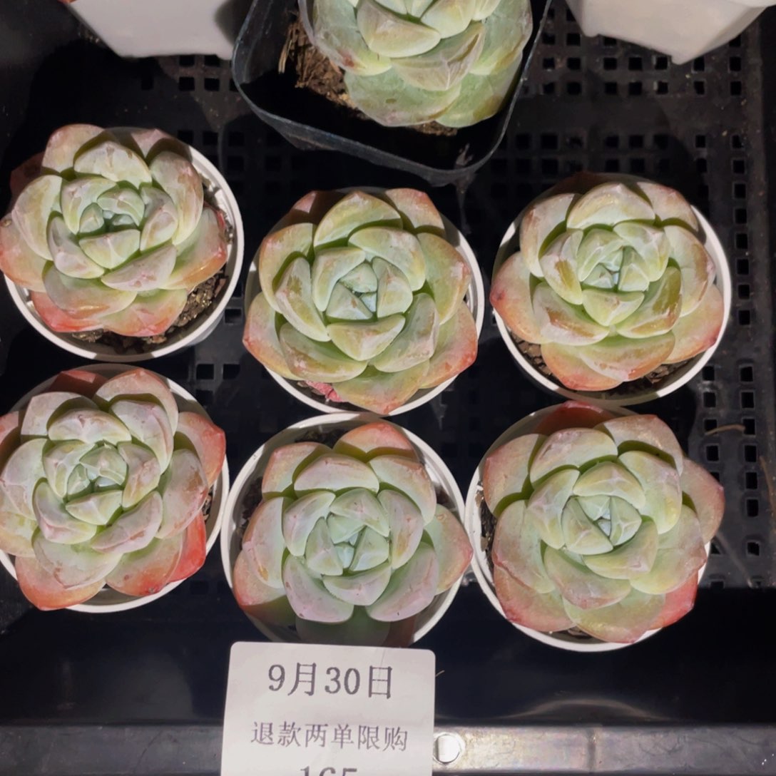 165十棵单头冰玉