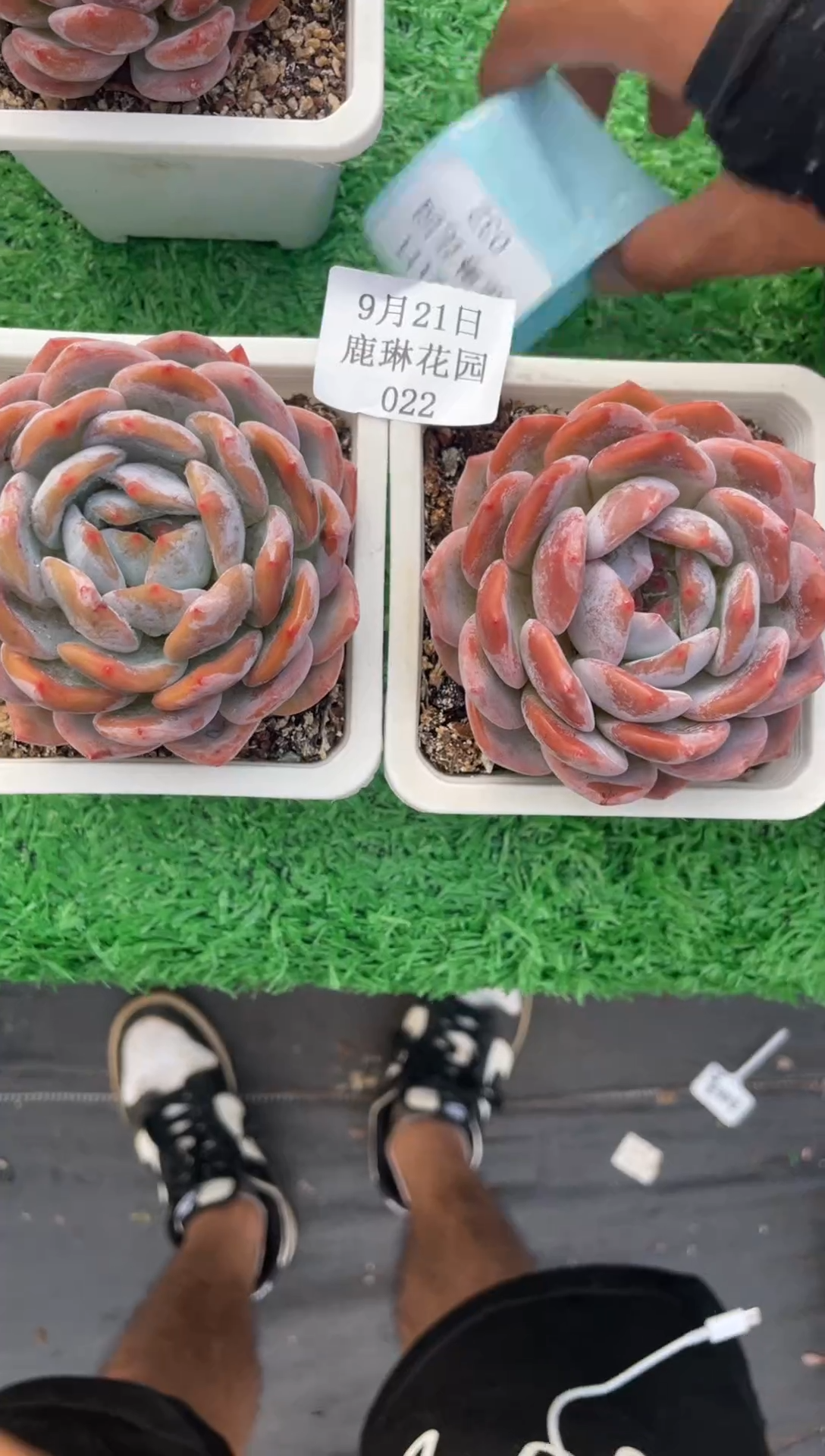 【闪购商品】【鹿琳·一物一拍】022