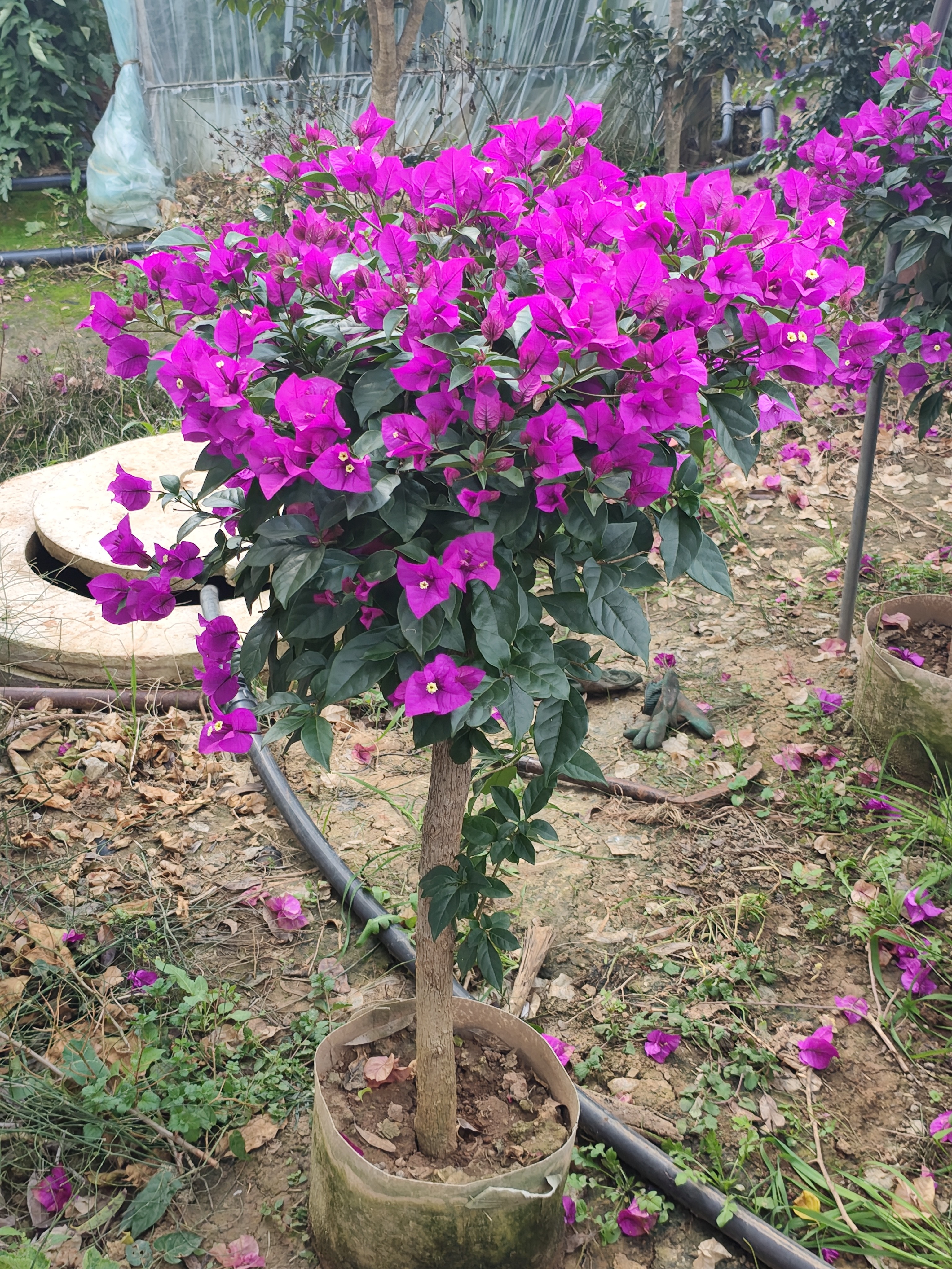 三角梅安格斯云南紫