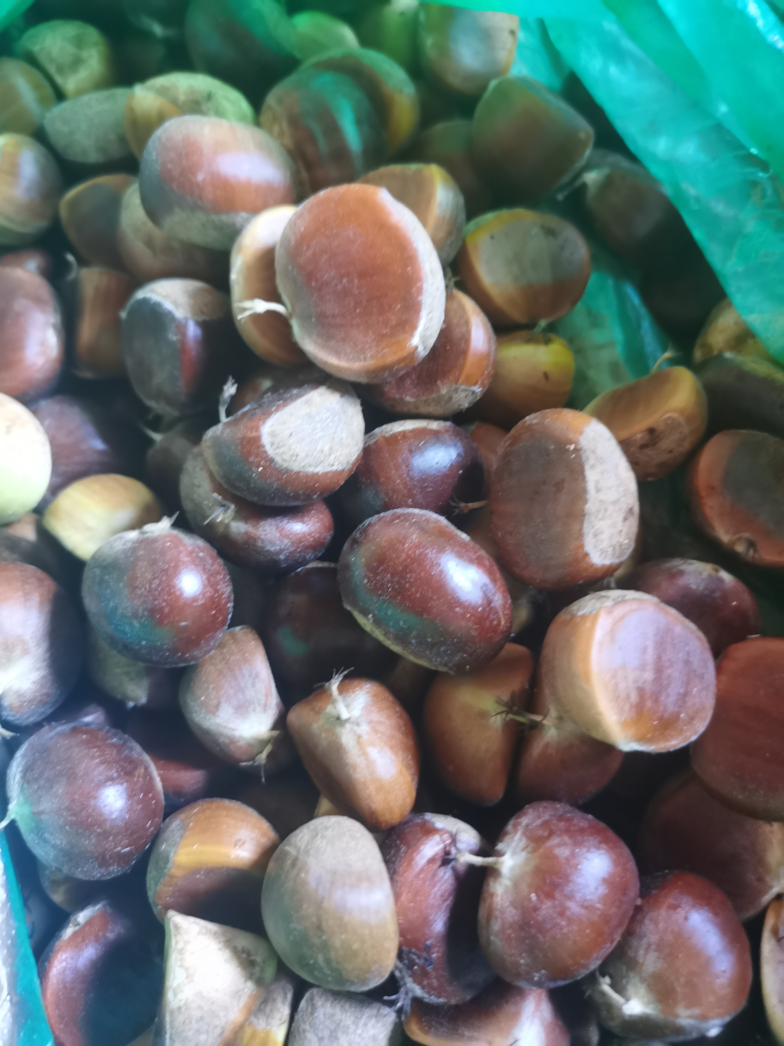 衡阳常宁本地农家板栗 顺丰包邮