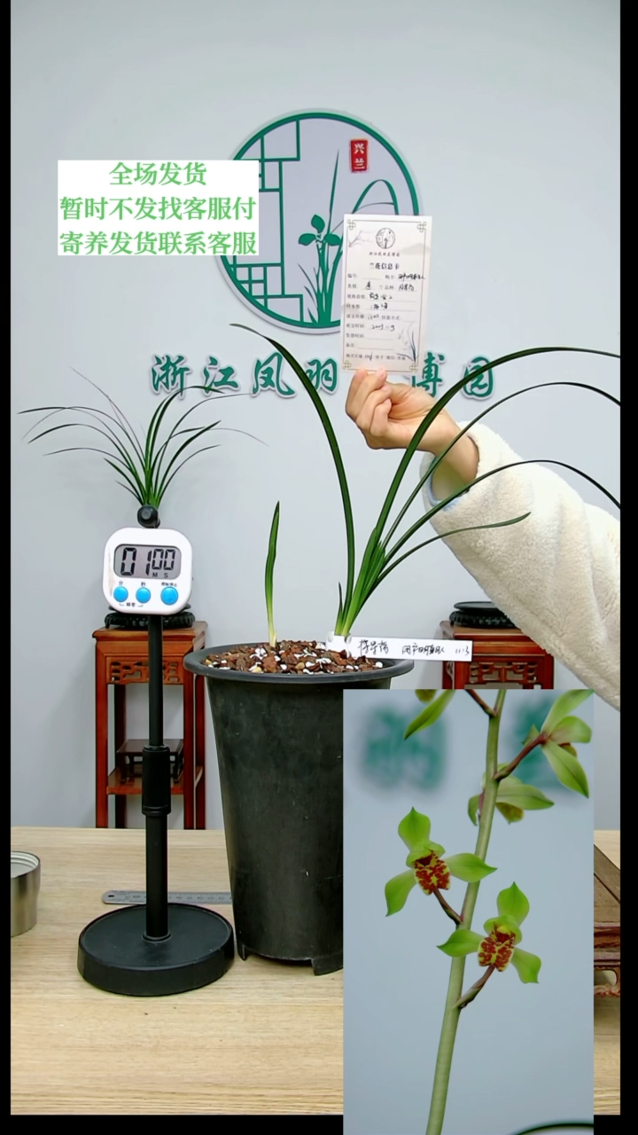 【闪购商品】将军荷，用***人，用户明朝人