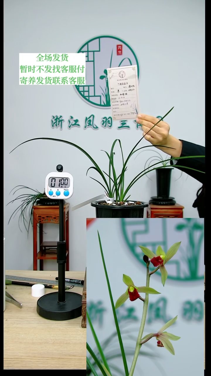 【闪购商品】大别山红，清**兰， 清出于兰