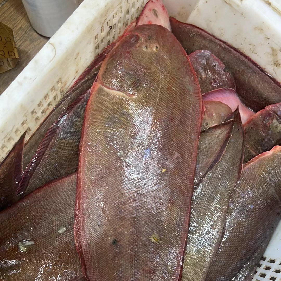 【鳎目鱼】本地鳎目鱼（1斤以上/条）海捕  天津发货