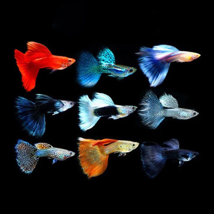 孔雀鱼小型热带孔雀鱼（入缸不包损）直播