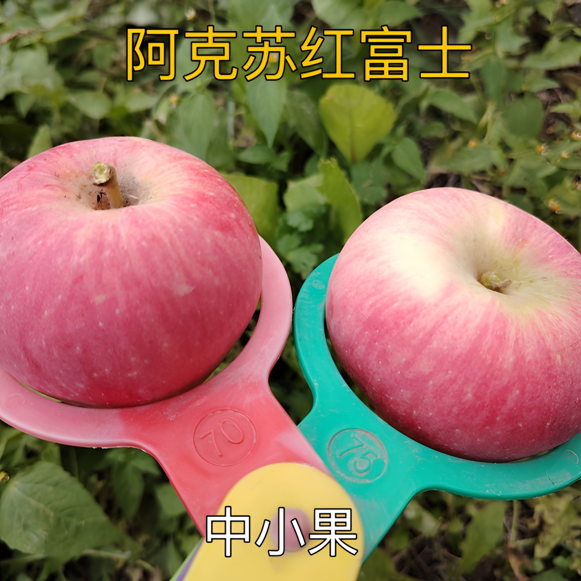 阿克苏红富士苹果(套袋果）