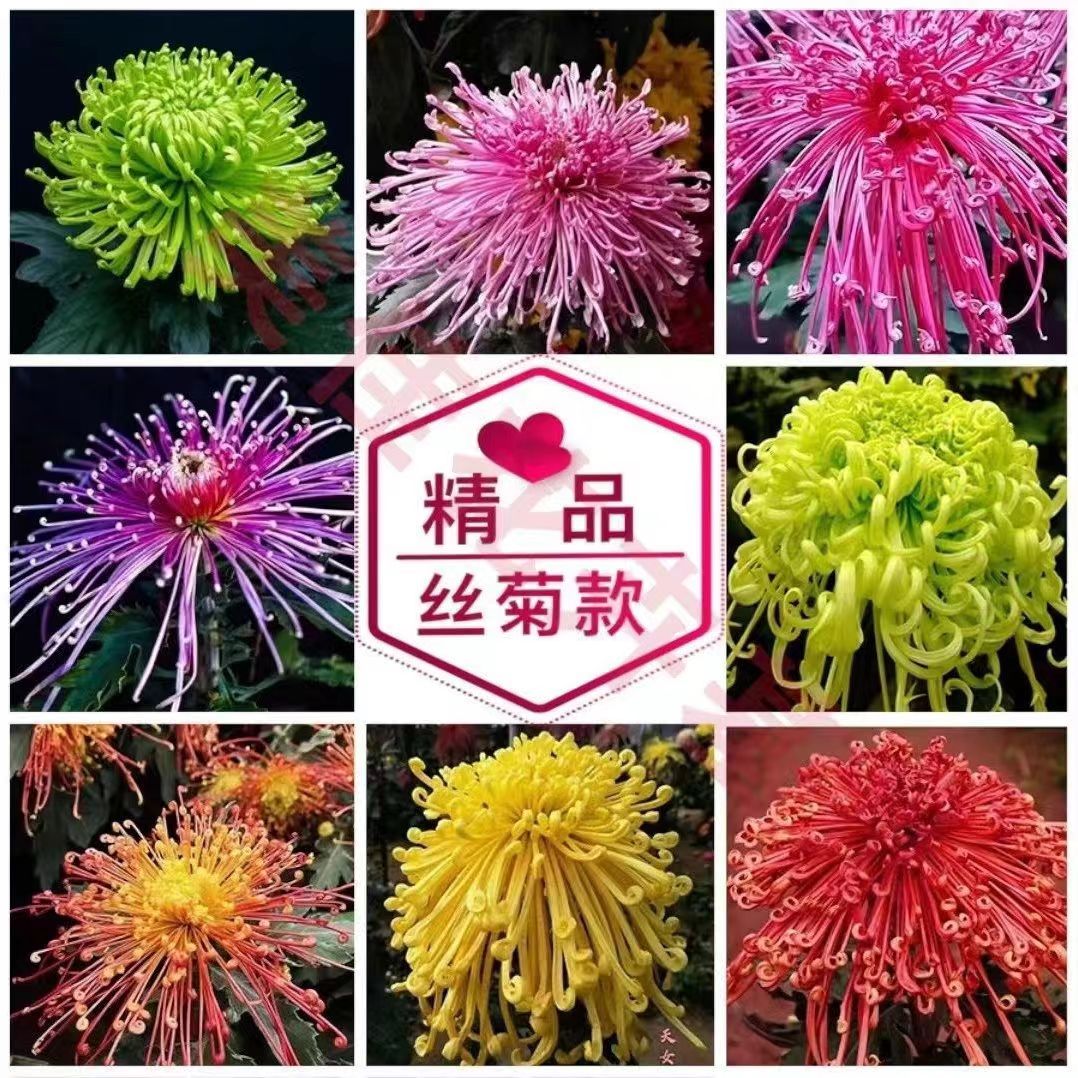 【买2单送1单】四季开花9月大菊耐寒耐热阳台庭院盆栽地栽