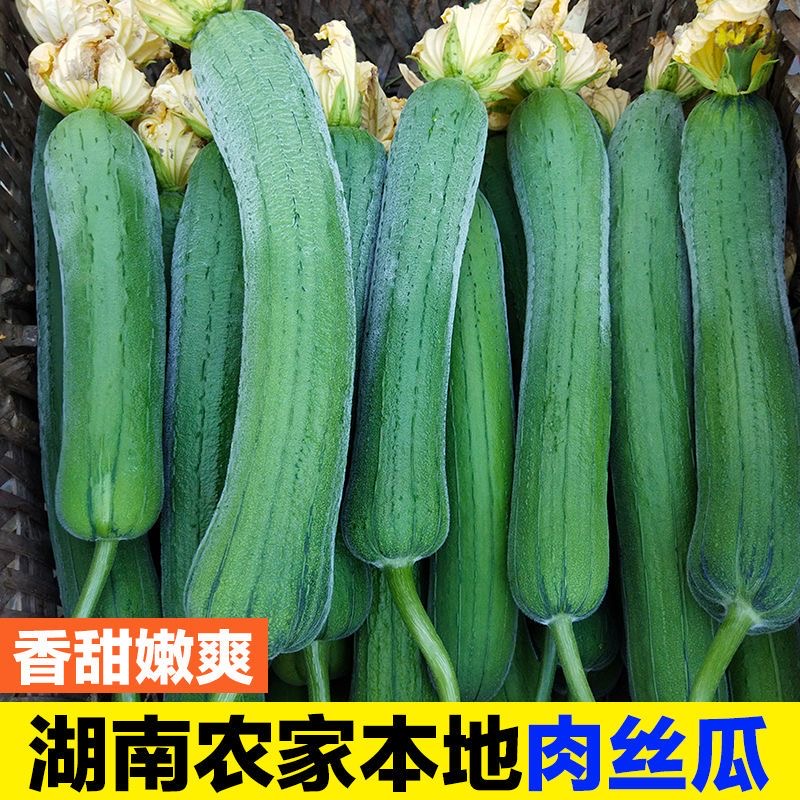 【湖南当季丝瓜】正宗本地露天丝瓜新鲜农家自种绿色孕妇肉丝瓜
