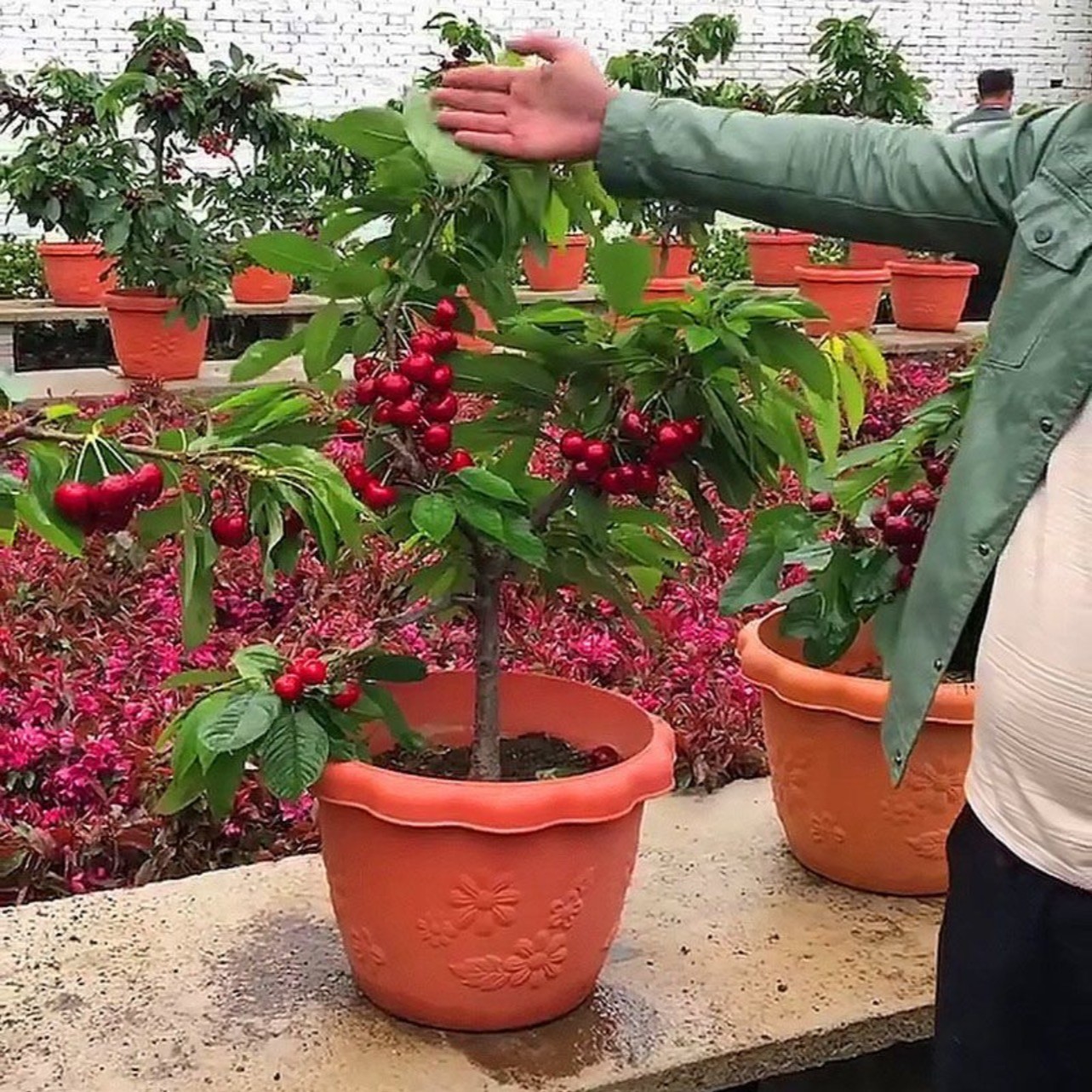 花匠汇【精品推荐】（拍一发二）车厘子樱桃苗南方北方地栽盆栽