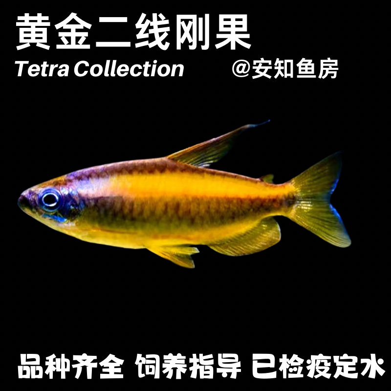 黄金二线刚果 灯鱼小型热带观赏鱼灯科鱼淡水观赏鱼