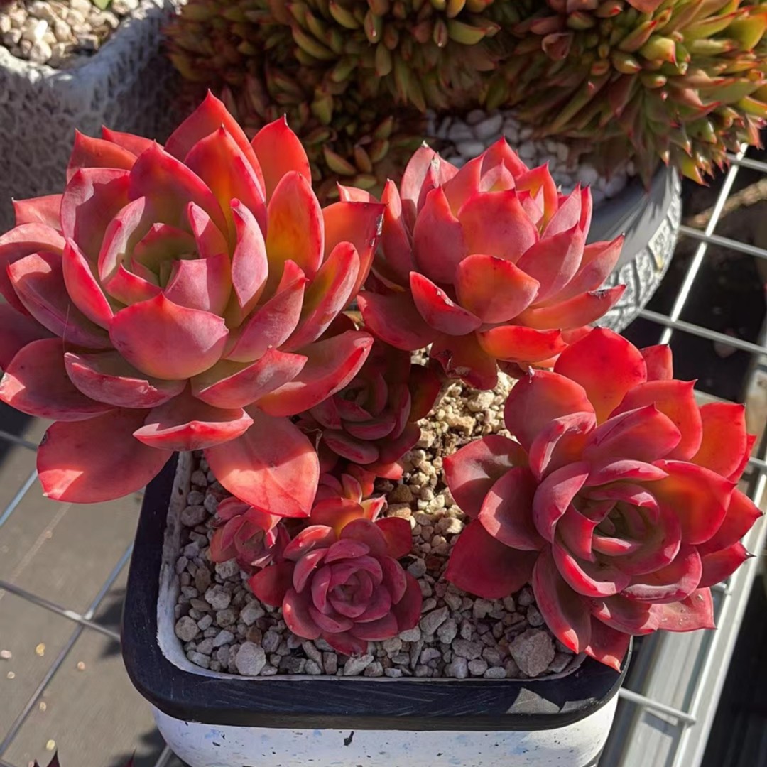 肉心思综合链接买2包邮