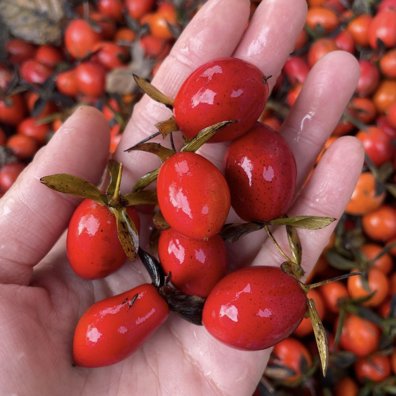 老鸦柿果子 老鸦柿鲜果 可播种繁殖