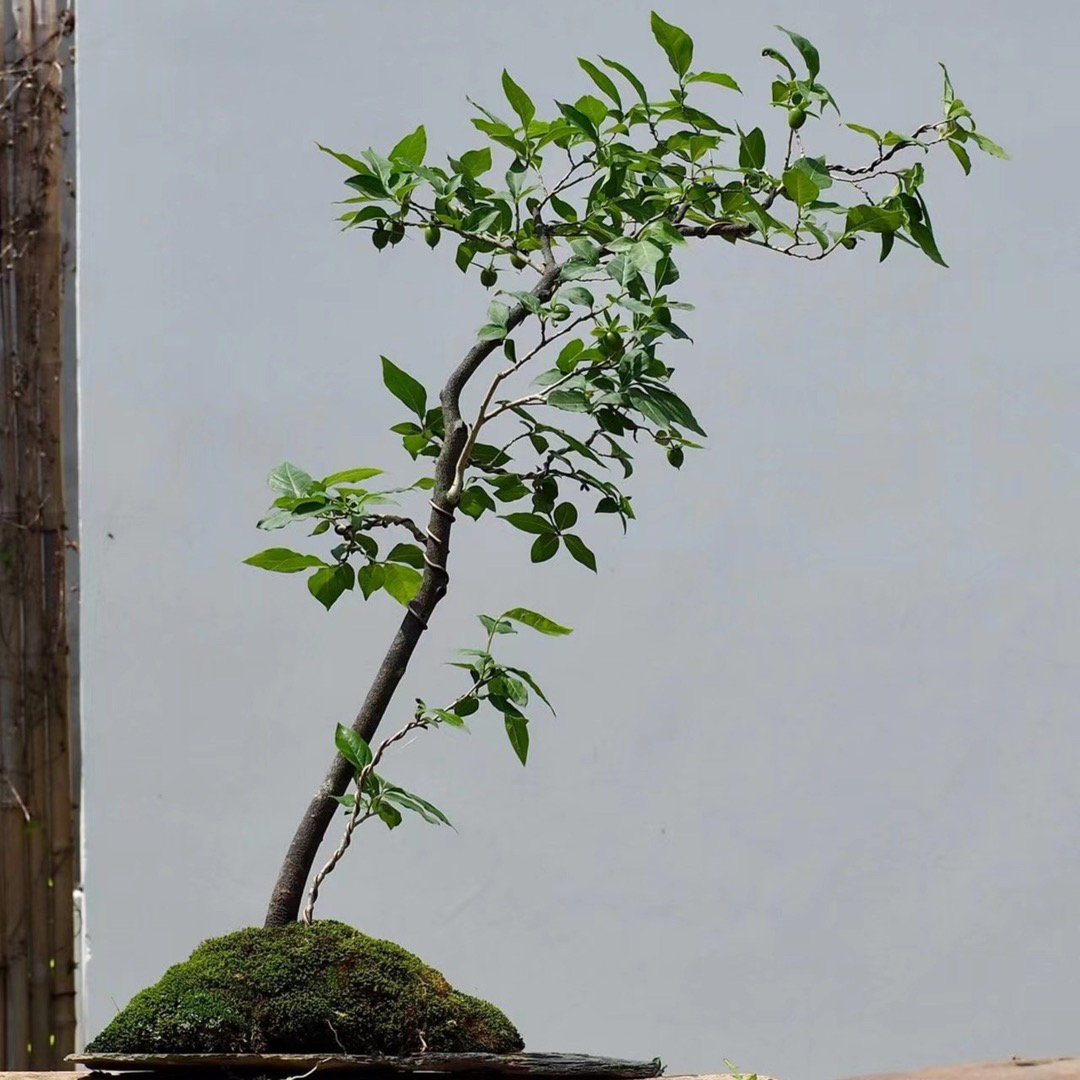 【100-500直播专用 单拍无效！】老鸦柿盆景 鲜花绿植