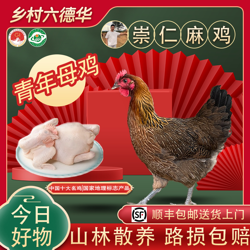 【跑山鸡10只】江西崇仁麻鸡青脚麻羽山林散养地理标 包冰率不含冰