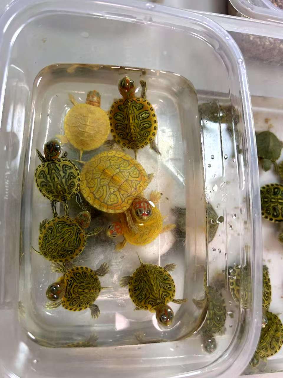 巴西龟 蜡笔 收到货拍开箱视频售后 包活到家不包养殖风险