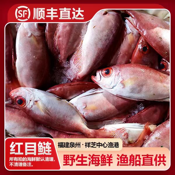 福建祥芝 野生海莲鱼（短尾）船捕海鲜 渔船直供 3斤起 寄顺丰