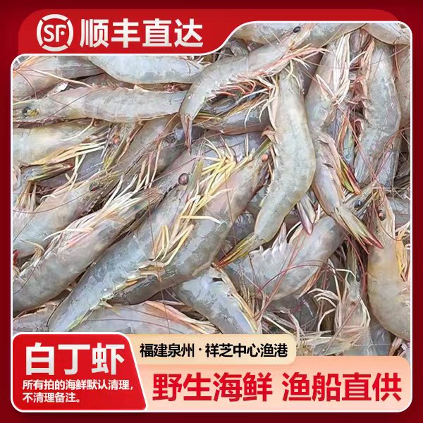 福建祥芝 野生白丁虾（海明虾）船捕海鲜 渔船直供 3斤起 寄顺丰