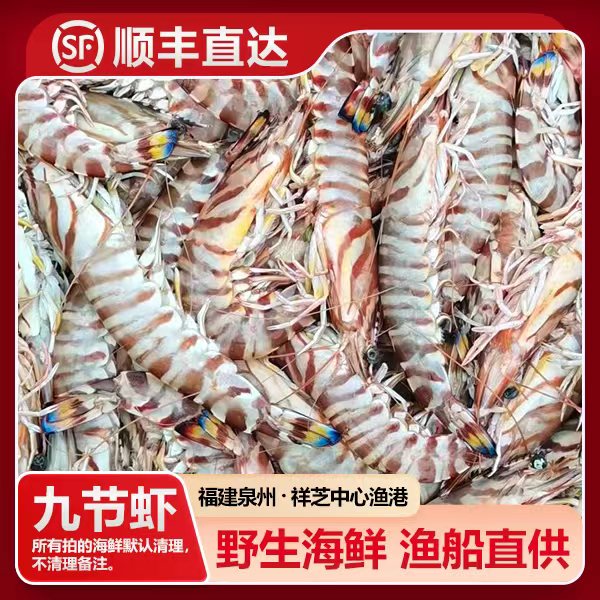 福建祥芝 野生九节虾（斑节虾）船捕海鲜 渔船直供 3斤起 寄顺丰