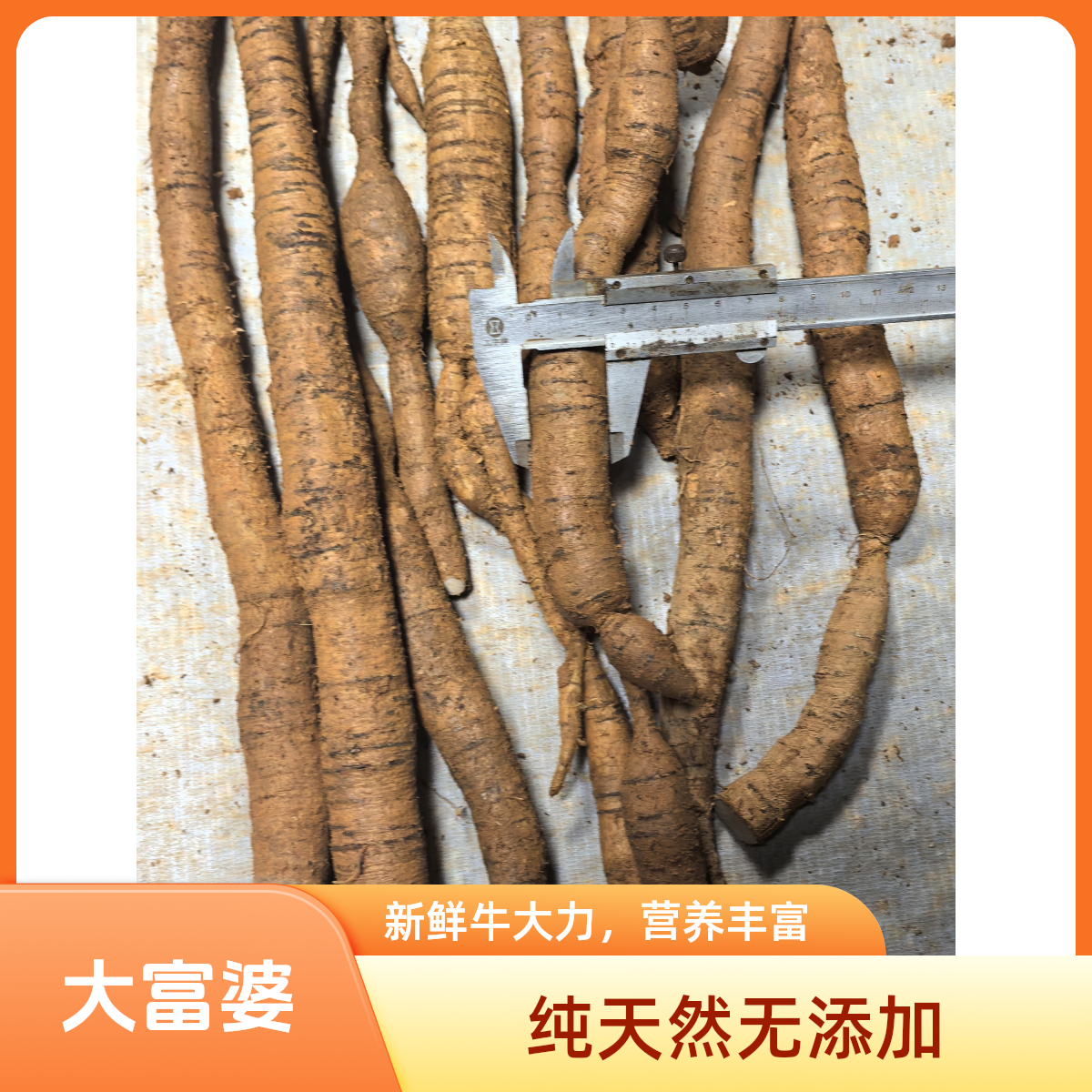 大富婆 精选深山牛大力 自有种场 新鲜先挖 可食用农产品