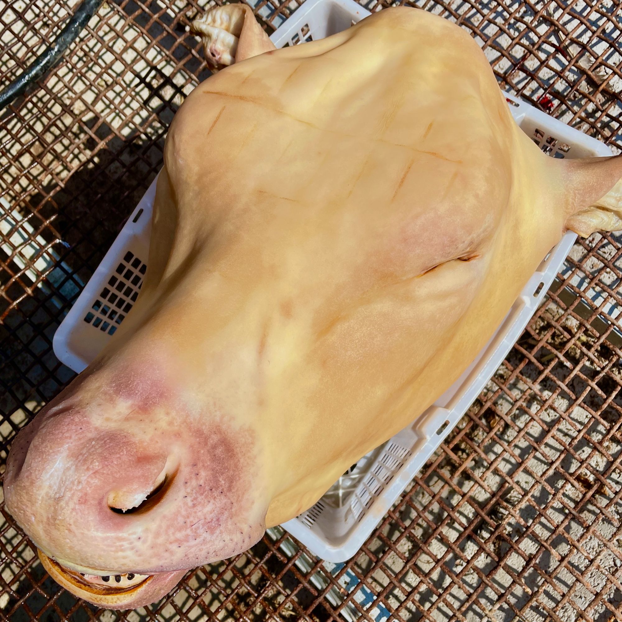 【直播间现称改价链接】新鲜去骨牛头肉按斤出售每斤十八元包邮