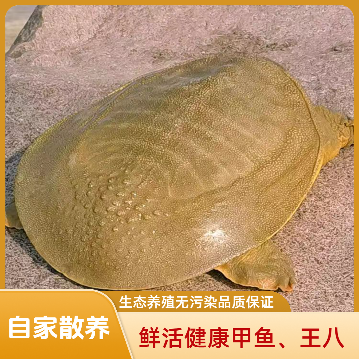 生态自家4年散养公甲鱼 现挑现选一物一拍 鲜活老鳖食用送礼王八