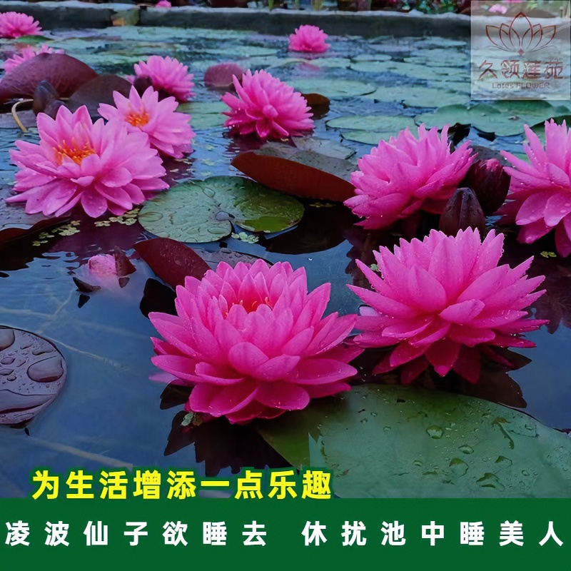 精品睡莲鸽子血大型池塘庭院水池培根块茎植物盆栽四季庭院