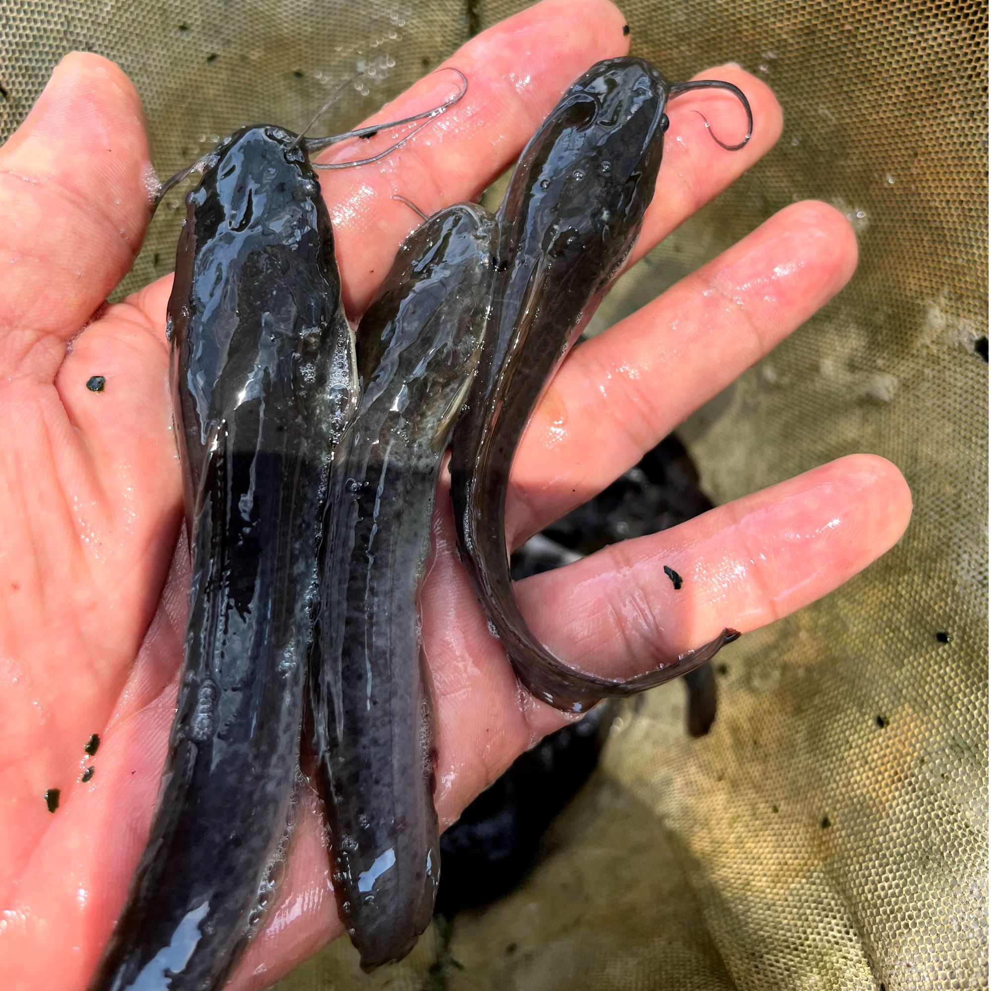 埃及鲶鱼 埃及塘鲺 八胡子鲶鱼 淡水养殖 宠物活体观赏 广州直发