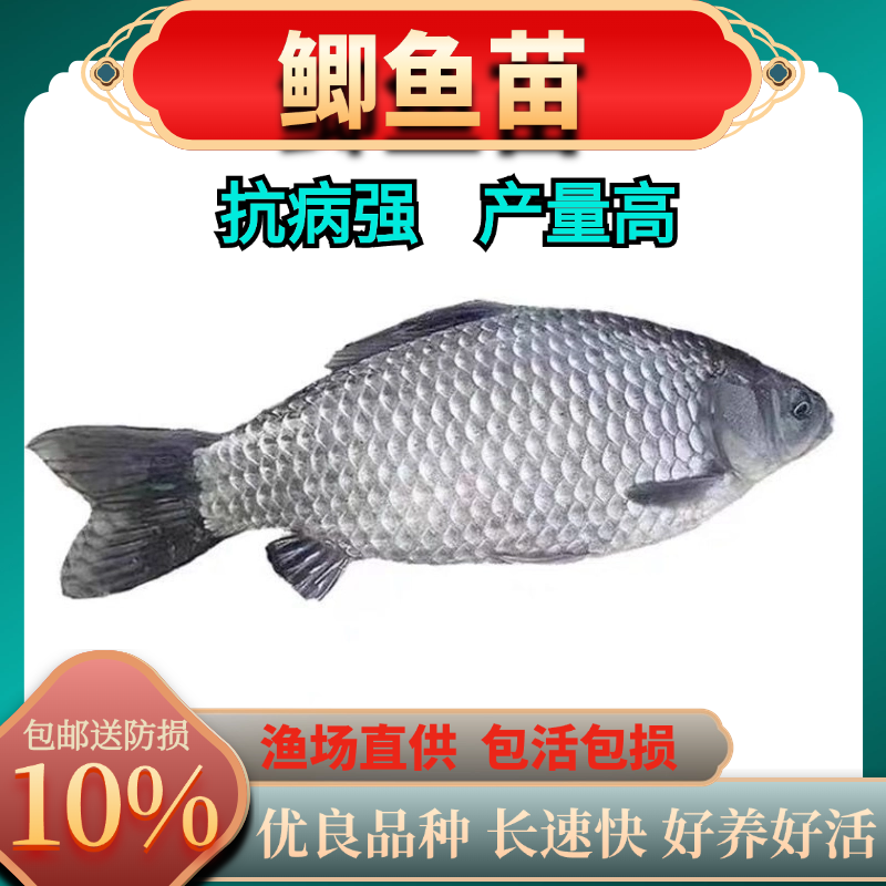 活体鱼 中科5号鲫鱼 白鲫鱼 观赏鱼 淡水鱼包邮发货