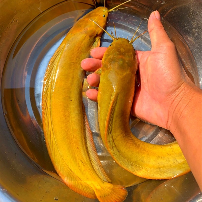 广东本地塘鲺三黄塘鲺塘鲺鱼淡水养殖 塘角鱼 土塘鲺宠物活体观赏