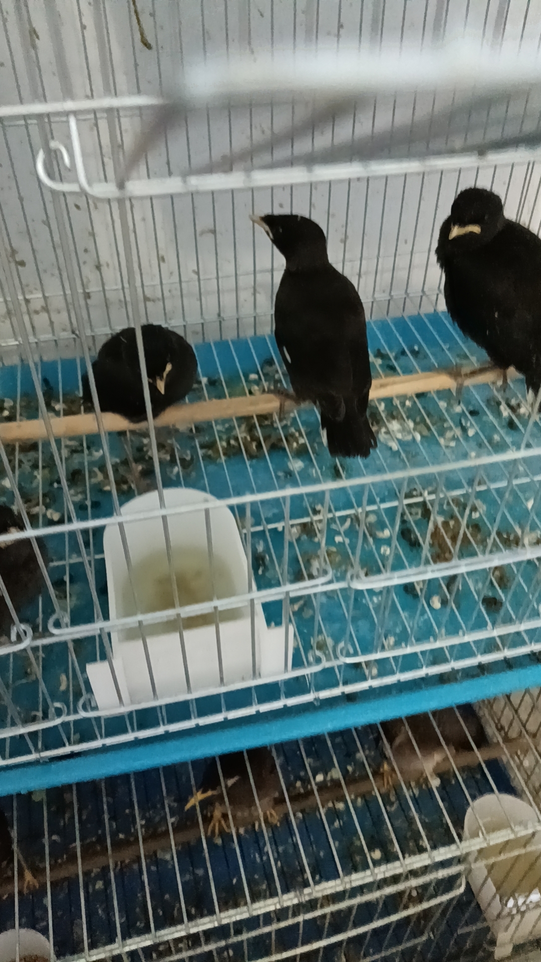 本鸟食是国内知明品牌