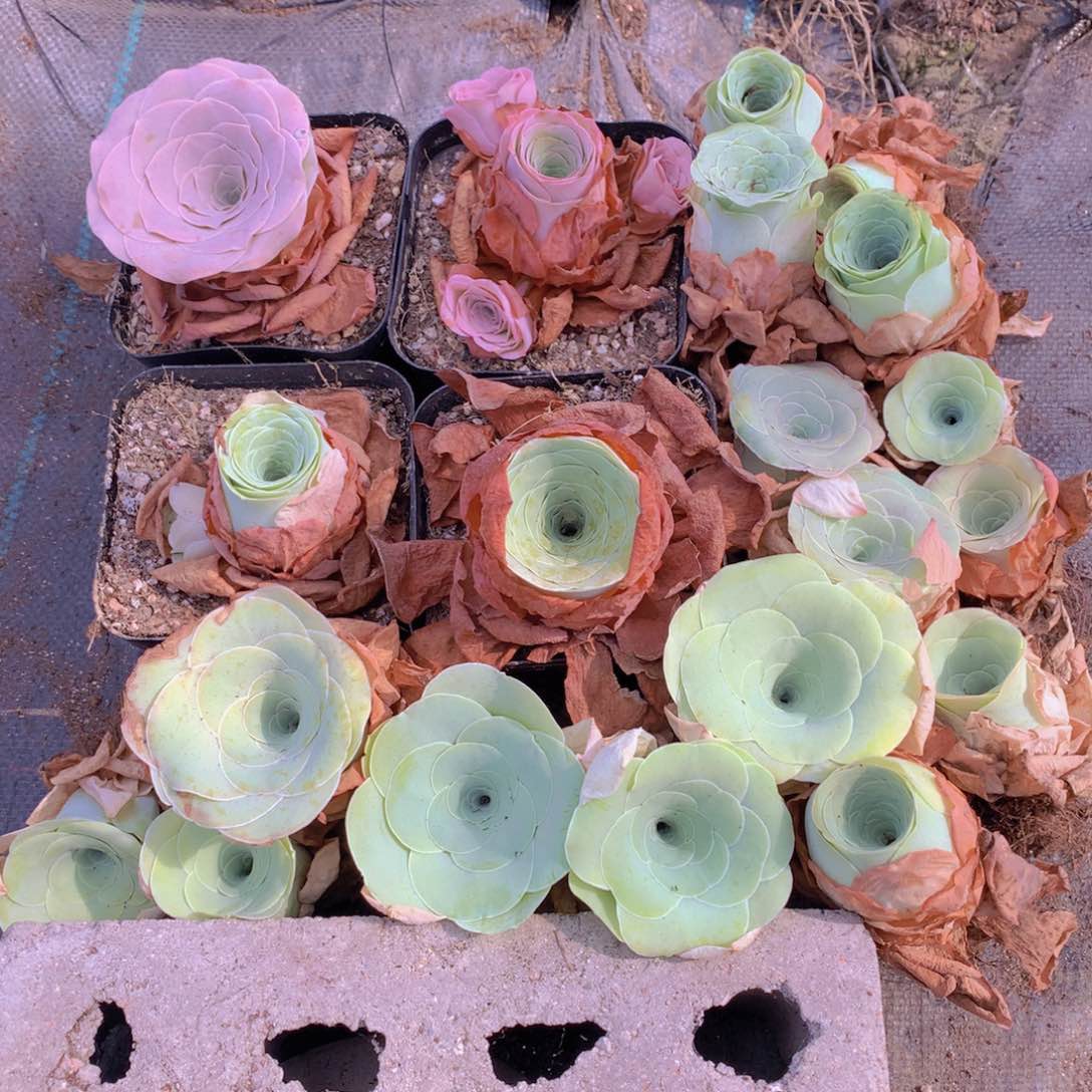 20颗会掉侧芽不售后量拍