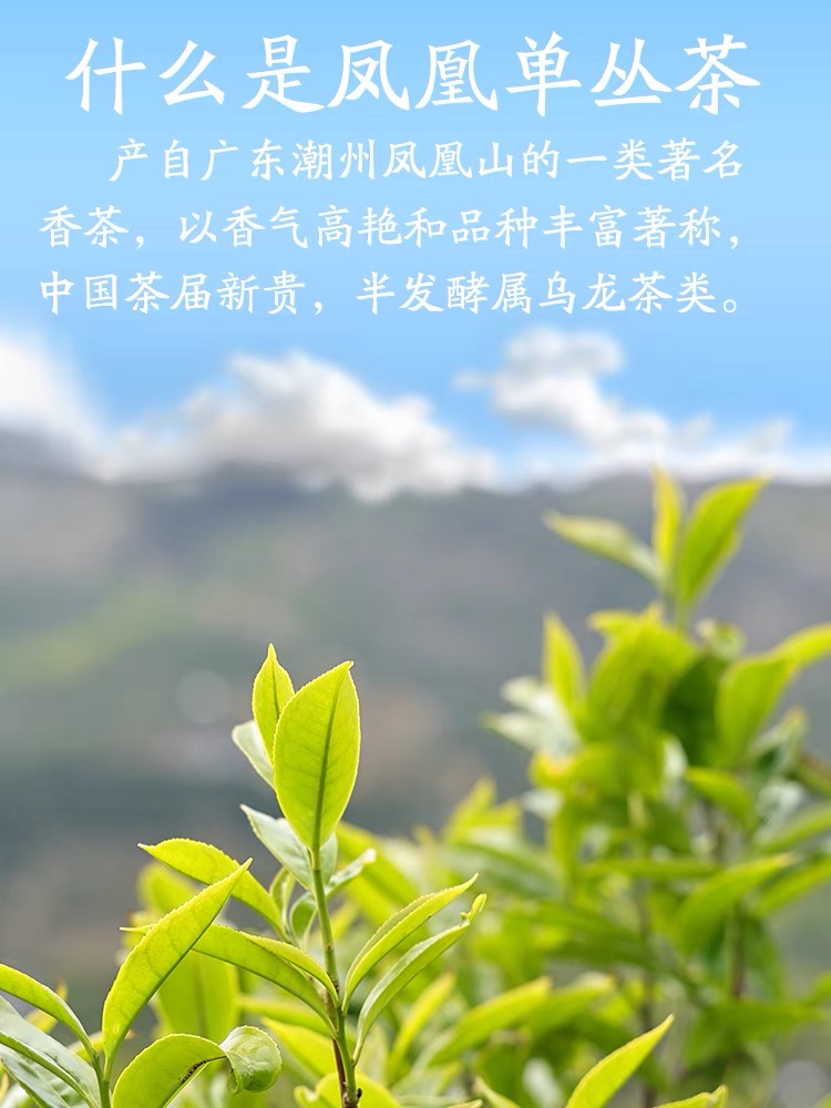 凤凰单丛高山茶虎